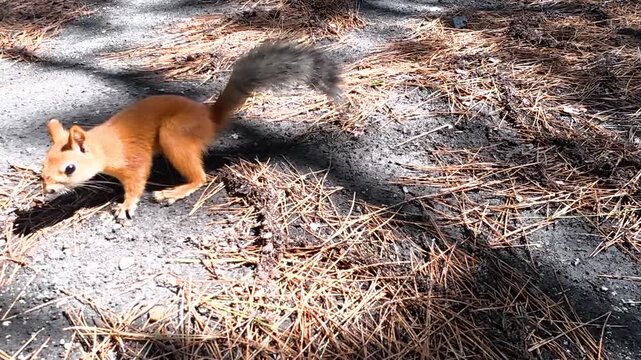 Red squirrel moves across a pine needle covered forest floor, briefly lowering its head before continuing through patches of sunlight and shadow
