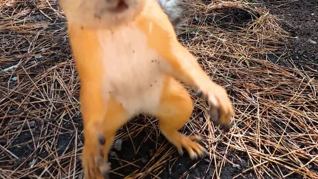 Red squirrel moving across a forest floor covered with pine needles, pausing to investigate the ground in a close wildlife view