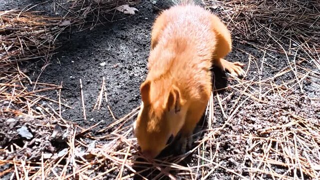 Red squirrel moving across a forest floor covered with pine needles, pausing to investigate the ground in a close wildlife view