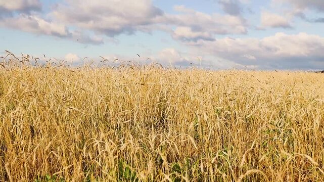 Golden grain field swaying gently in the breeze beneath dramatic clouds, with rolling hills and distant mountains on the horizon in a rural countryside landscape