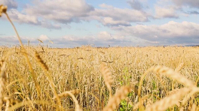Golden grain field swaying gently in the breeze beneath dramatic clouds, with rolling hills and distant mountains on the horizon in a rural countryside landscape