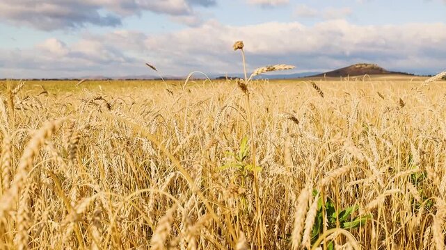 Golden grain field swaying gently in the breeze beneath dramatic clouds, with rolling hills and distant mountains on the horizon in a rural countryside landscape