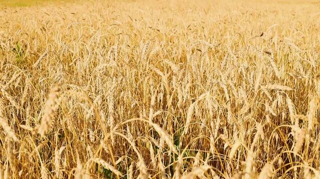 Golden grain field stretching toward a low hill beneath moving clouds and warm sunlight in a broad rural agricultural landscape