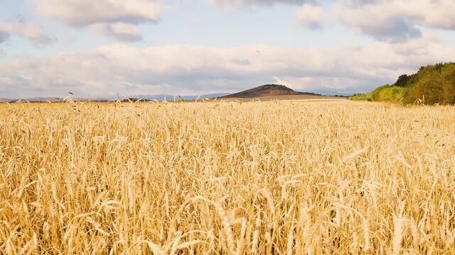 Golden wheat field stretching toward rolling hills beneath dramatic clouds in a peaceful rural landscape during warm summer light