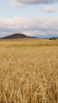 Golden wheat heads fill a rural field beneath layered clouds, with rolling hills, distant farmland, and a sunlit tree line beyond