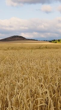 Golden wheat field stretching toward rolling hills beneath dramatic clouds in a peaceful rural landscape during warm summer light
