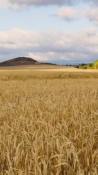 Golden wheat field stretching toward rolling hills beneath dramatic clouds in a peaceful rural landscape during warm summer light