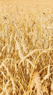 Golden grain heads swaying gently in a sunlit field beneath drifting clouds and distant hills, creating a peaceful rural agricultural landscape