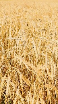 Golden grain heads swaying gently in a sunlit field beneath drifting clouds and distant hills, creating a peaceful rural agricultural landscape