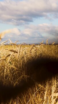 Golden grain heads swaying gently in a sunlit field beneath drifting clouds and distant hills, creating a peaceful rural agricultural landscape