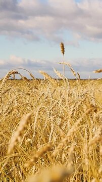 Golden grain heads swaying gently in a sunlit field beneath drifting clouds and distant hills, creating a peaceful rural agricultural landscape