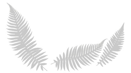 Silver fern leaves isolated on white background, grey botanical fronds border composition, minimalist nature leaf element for design © ArtVista Studio