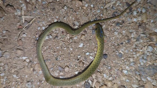 A close-up of an olive-green dead baby snake coiled on the rocky, sandy ground at night