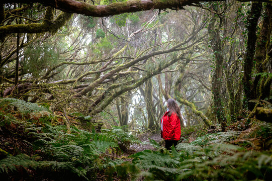 A walker seen from behind follows a fern lined trail deeper into the laurel forest of Anaga. Solo travel and self direction for independent travel campaigns.