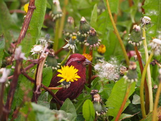 Taiwan Rosefinch(Carpodacus formosanus) is eating a  common dandelion bud in Mt. Hehuanshan, Taiwan. © CT HUNG