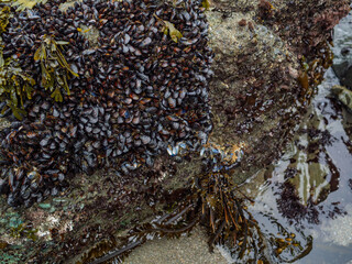 Clusters of mussels and seaweed cover coastal rocks in a tide pool © Cam