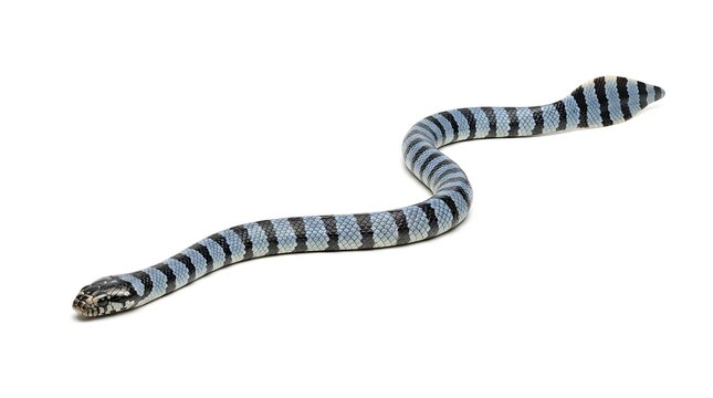 A banded sea krait, a venomous sea snake with distinctive black and white stripes, slithering on a clean white background.