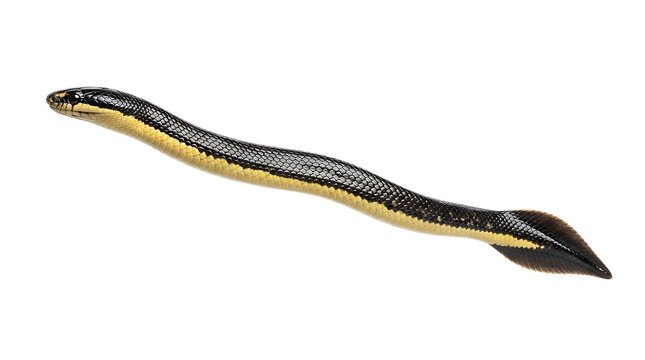 A long, dark-bodied aquatic animal with a yellow belly and a distinct tail fin, resembling an eel, isolated on a white background.