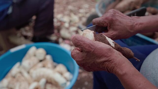 Close-up of elderly hands peeling fresh cassava into a pot in rural Brazil.