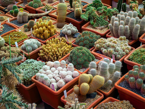 Mammillaria plumosa, Parodia leninghausii, Mammillaria compressa, and other cacti in pots