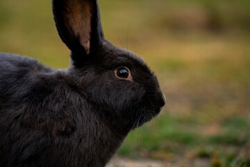 A black rabbit in profile outdoors, with its head and upper body in focus against a softly blurred grassy background. © Marina