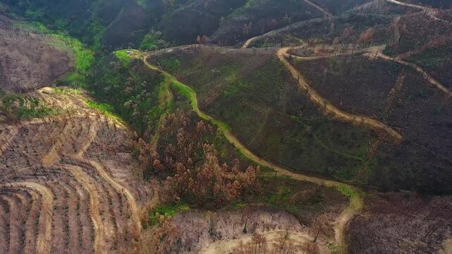 Drone view of a recovering landscape after a devastating forest fire, showcasing the contrast between burned, dead trees and vibrant green new growth in the hills of monchique, algarve, portugal