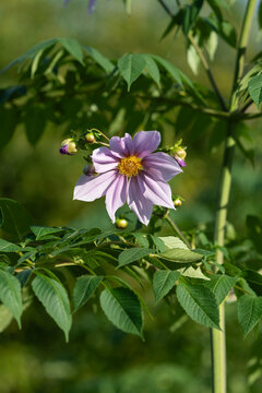 Close up of pale purple tree dahlia flower blooming in soft natural light against green background in autumn