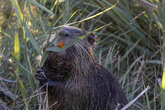 Coypu (Myocastor coypus) feeding on reeds, holding grass in its paws with distinctive orange incisors visible, photographed in wetland vegetation in the Camargue, France.
