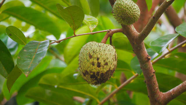 Green soursop fruit hanging on a tree branch with lush leaves in a tropical garden