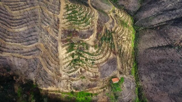Aerial top down view showing the devastating impact of a forest fire on a terraced agricultural landscape, with burnt trees and soil contrasting with small patches of surviving green vegetation