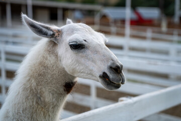 A white llama shown in profile inside a fenced enclosure, with its head and neck in focus. © Marina