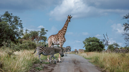 Giraffe and plains zebra crossing safari road in Greater Kruger National park, South Africa   Specie Giraffa camelopardalis family of Giraffidae © PACO COMO