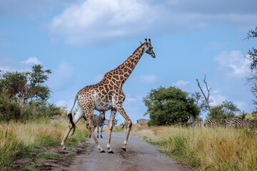 Giraffe and plains zebra crossing safari road in Greater Kruger National park, South Africa   Specie Giraffa camelopardalis family of Giraffidae © PACO COMO