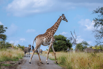 Giraffe and plains zebra crossing safari road in Greater Kruger National park, South Africa   Specie Giraffa camelopardalis family of Giraffidae © PACO COMO