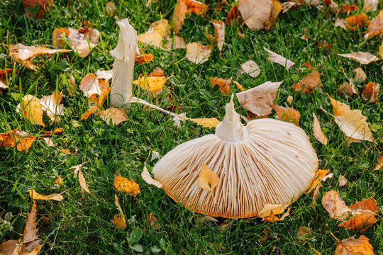 Fly agaric mushroom with exposed pale gills and broken stem among fallen autumn leaves on a grassy forest floor, natural close up view of a woodland fungus