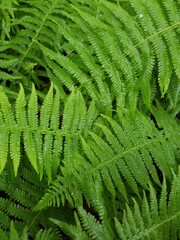 green fern leaves wall © Katlyn