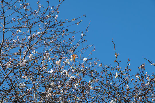 Close up of cherry blossom branches with white flowers blooming under sunny blue sky in spring nature