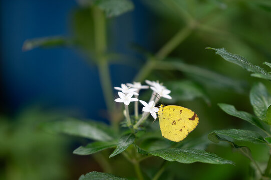Close up of small yellow butterfly perched on white pentas flowers sipping nectar in sunny summer nature
