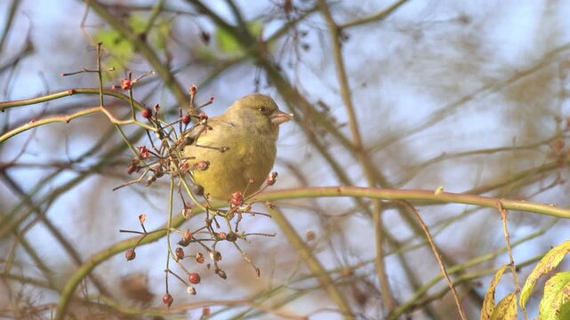 A cute greenfinch on a twig eating small red berries; greenfinch nibbling on berries; greenfinch among small twigs and dried fruits; songbird, Chloris chloris