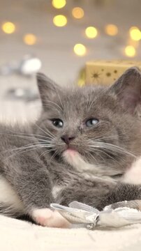 Adorable fluffy grey kitten lying near silver bow ornament and golden gift box during winter celebration at home. Cute tiny domestic cat resting under glowing garland fairy bokeh lights.