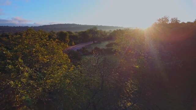 Beautiful early morning aerial view flying over a lush green landscape with trees and a country road as the sun rises over the distant hills, creating a golden lens flare