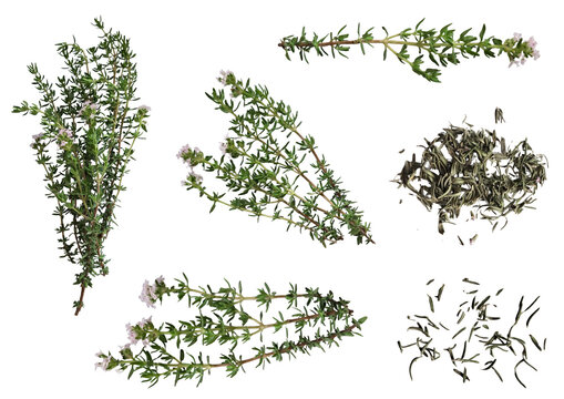 Fresh flowering thyme sprigs and dried crushed leaves set isolated on transparent background. Thyme herb collage in natural light.