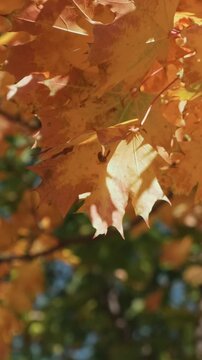 Vertical video. Fall background, golden autumn. Branches of orange autumn leaves on maple tree