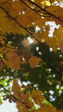 Vertical video. Autumn background, golden fall. Sun shines through branches of maple tree with autumn yellow leaves