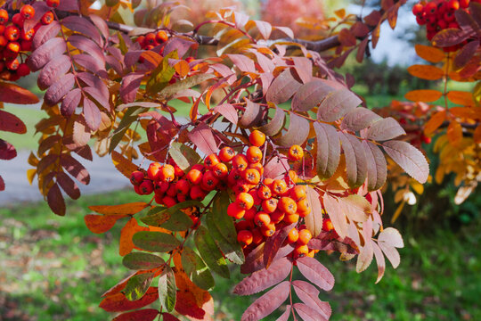 Fading autumn rowan leaves and berries on a withered branch