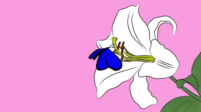 Animated blue butterfly landing on a white lily flower in a vibrant garden spring motion graphic video loop, vector style wildlife and nature 2D cartoon illustration footage