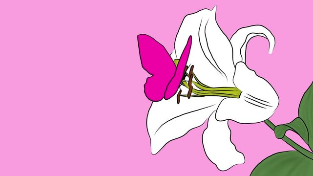 Charming 2D vector animation of a vibrant magenta butterfly gently landing on a delicate white lily flower against a soft pink background, cute hand-drawn style loopable motion graphics for spring