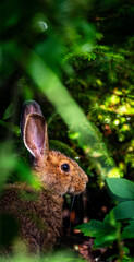 Wild hare illuminated by warm sunlight while partially hidden among lush forest vegetation in a peaceful woodland setting. © Anne