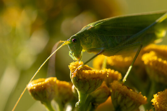 Phaneroptera falcata bush-cricket eating pollen on Tanacetum vulgare yellow flower close up