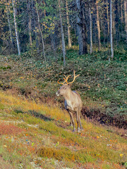 Antlered reindeer standing on colorful autumn vegetation beside a dense northern forest, surrounded by moss, shrubs and birch trees. © Licia.Galli